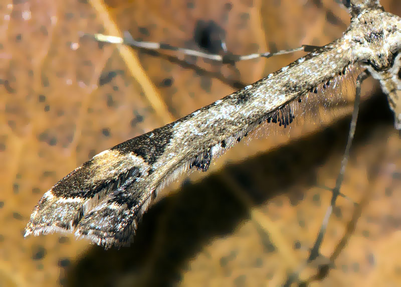 Pterophoridae; Amblyptilia acanthadactiyla